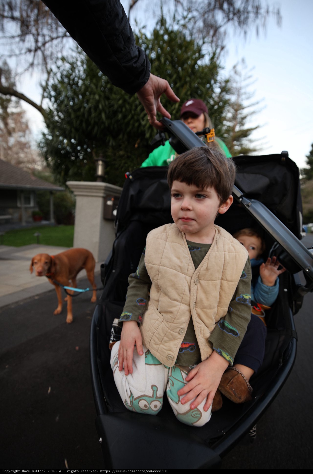 Young Boy Standing in Double Stroller with Dog and Sibling
