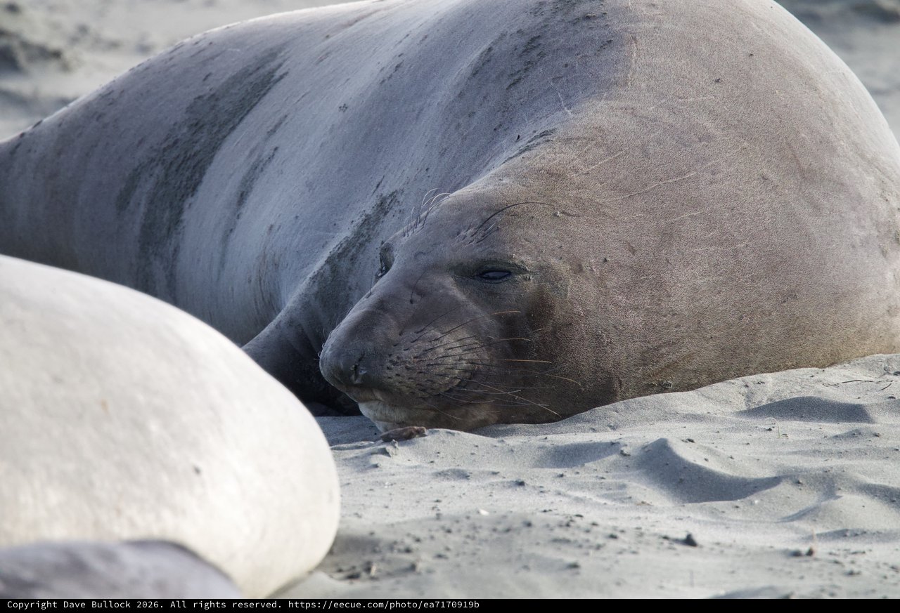 Elephant Seal Resting on Sandy Beach at Drakes Beach