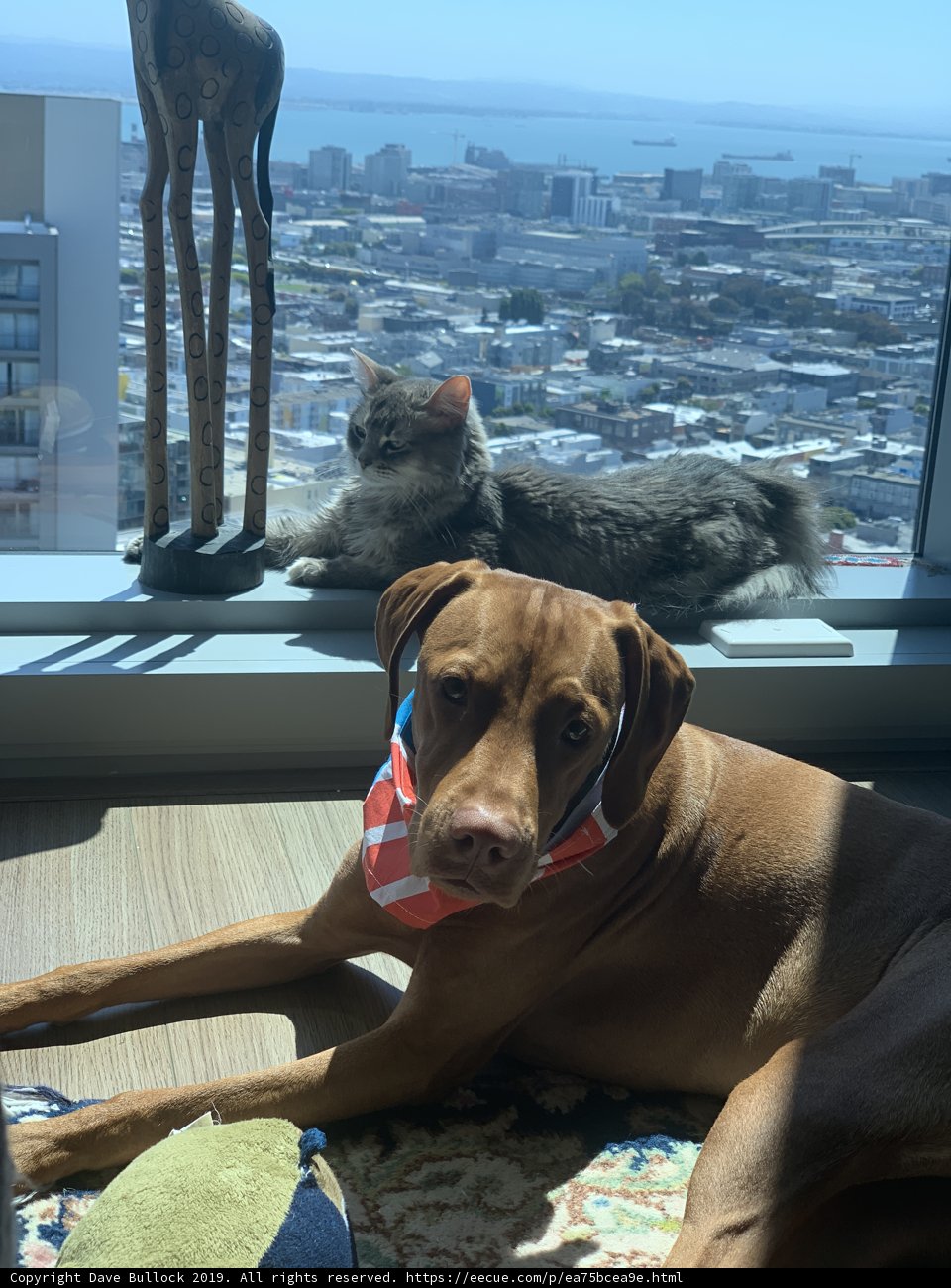 Window Buddies