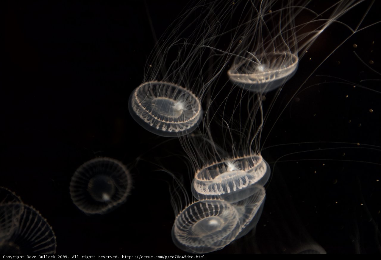 Ethereal Jellyfish in Dark Water