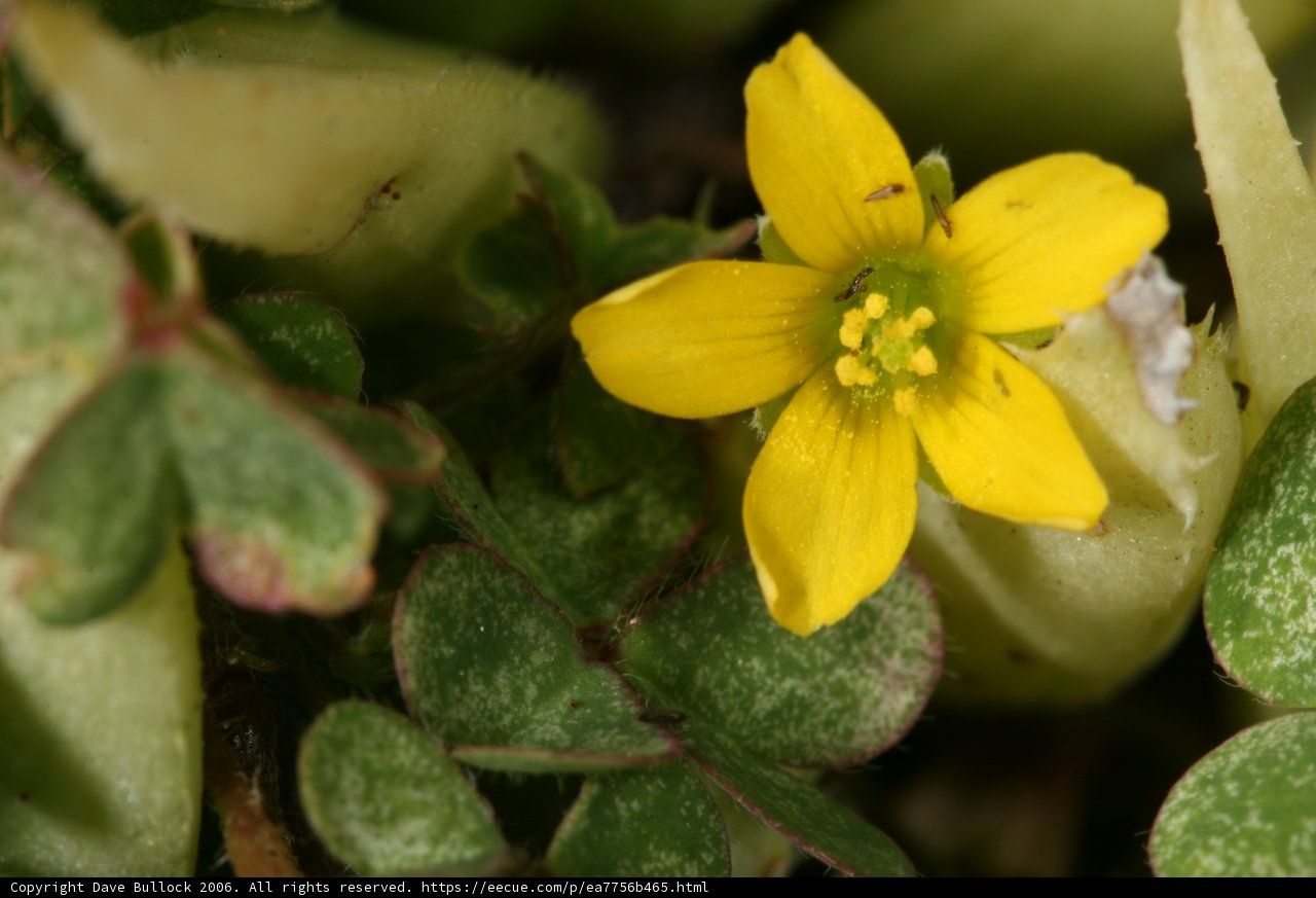 Little Yellow Bloom