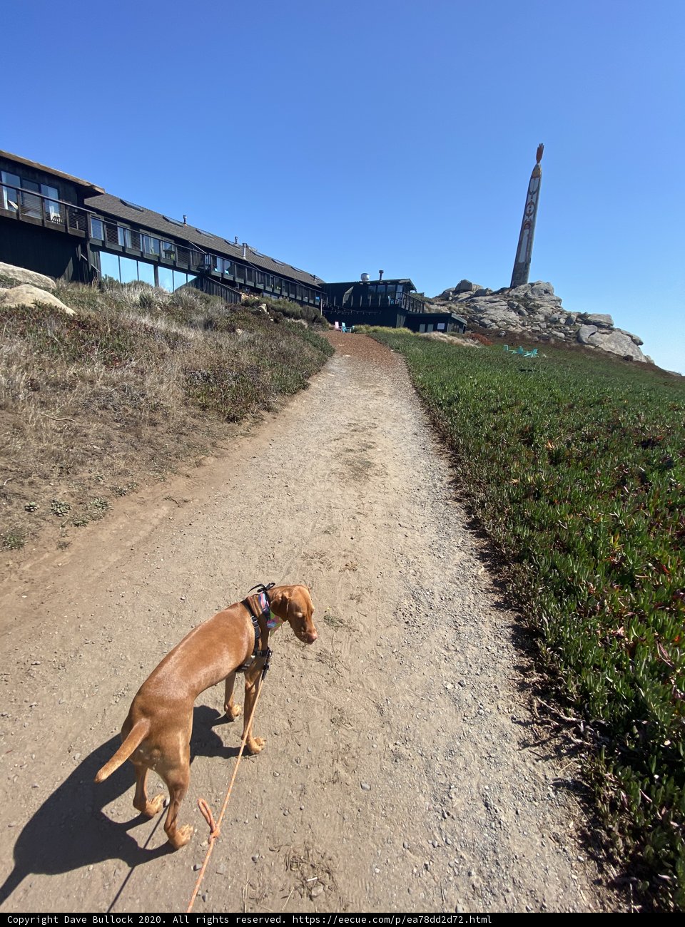 A Vizsla Taking in the Scenic Dirt Path