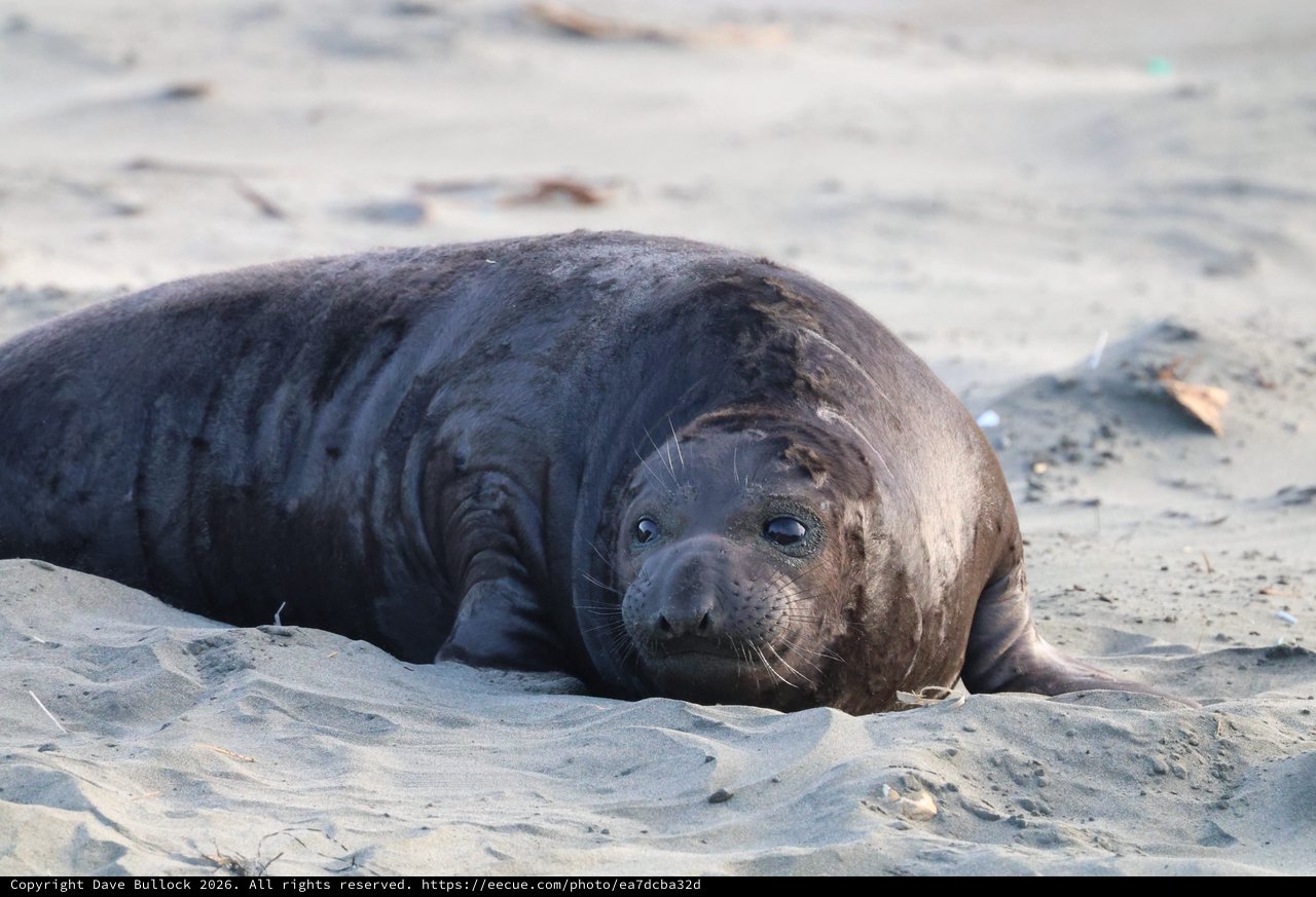 Young Elephant Seal Resting on Sandy Beach