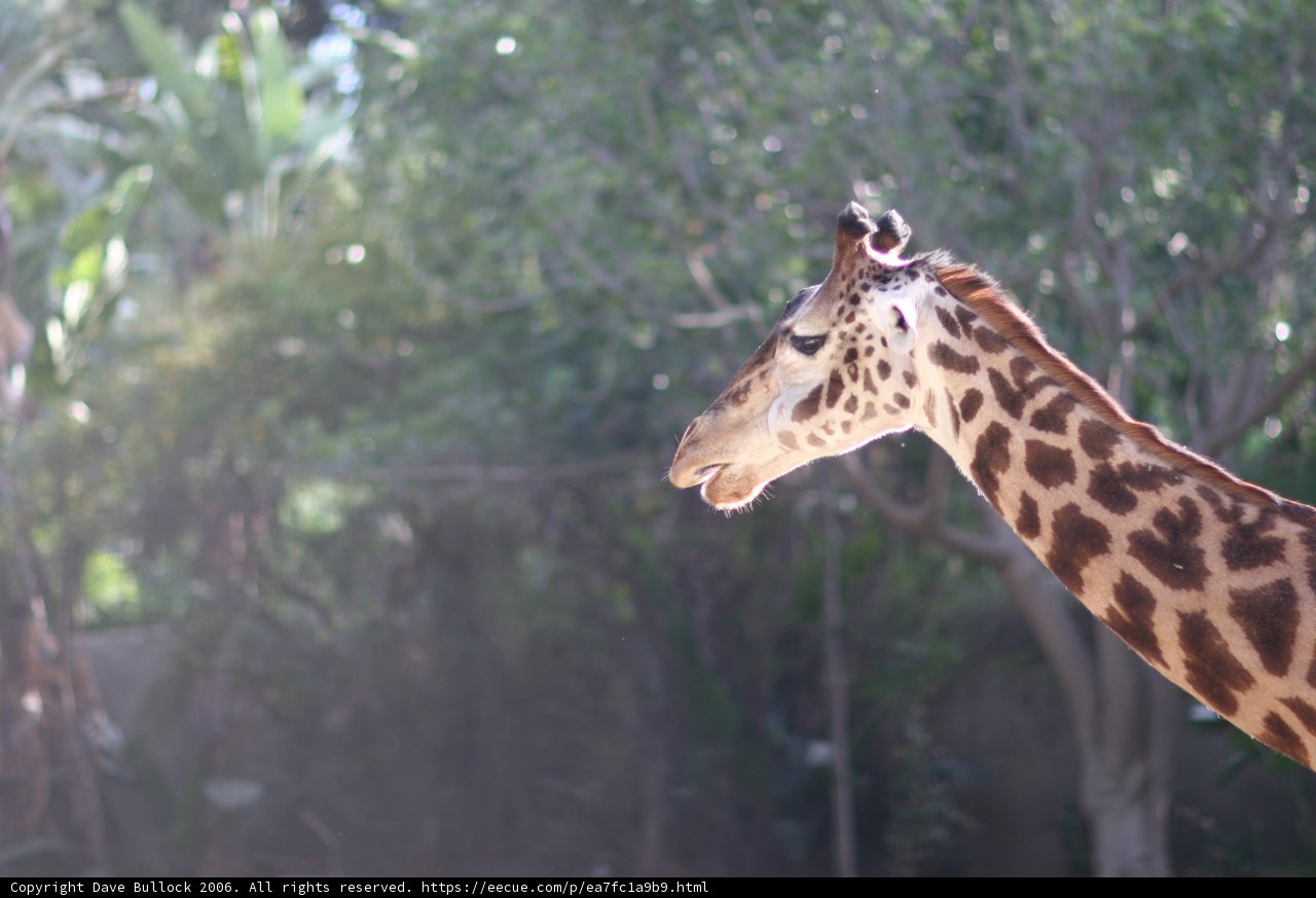 Giraffe in the Wild