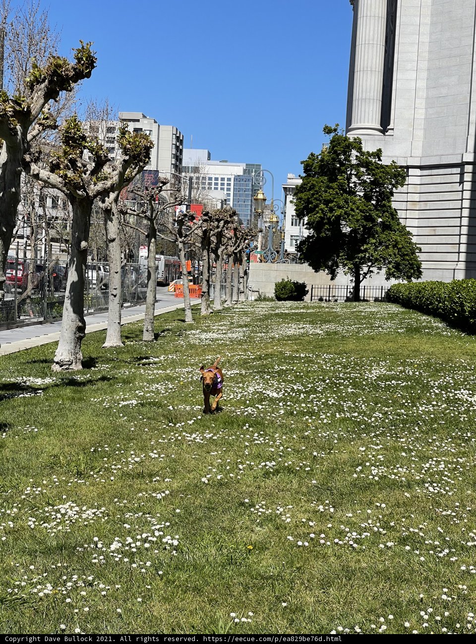 Urban Dog Walks Amongst Parkland