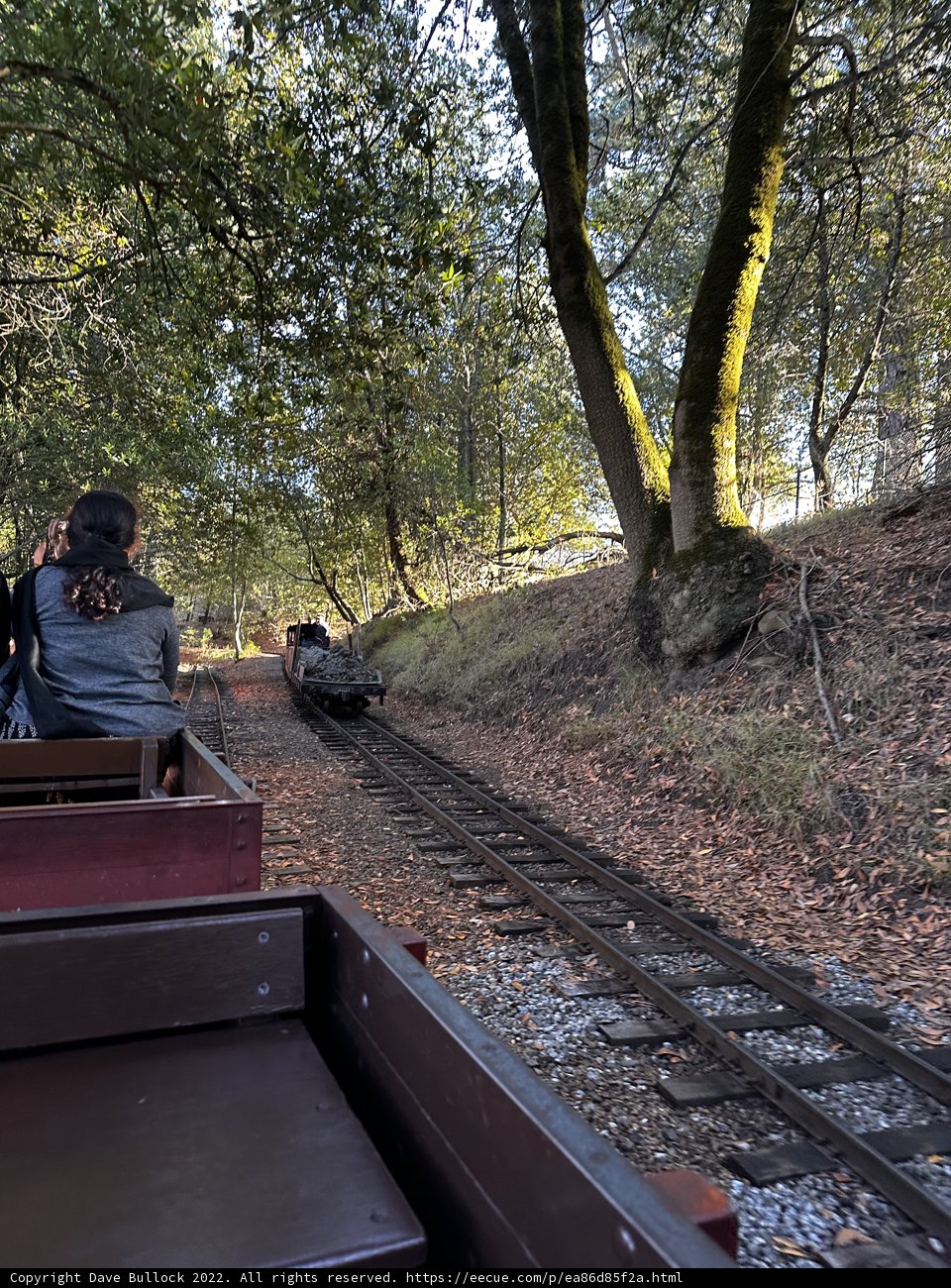 Train Tracks and the Woodland