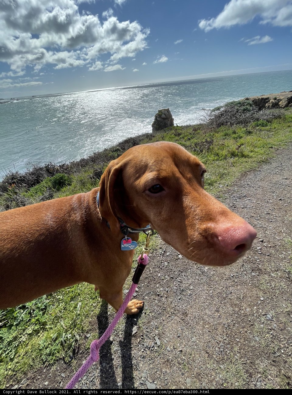 A Vizsla on the Beach