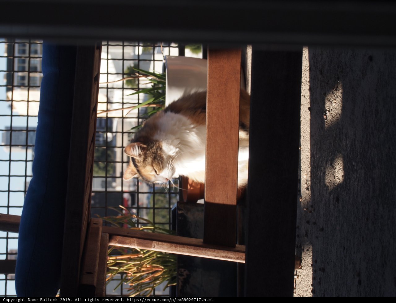 Sunbathing Feline