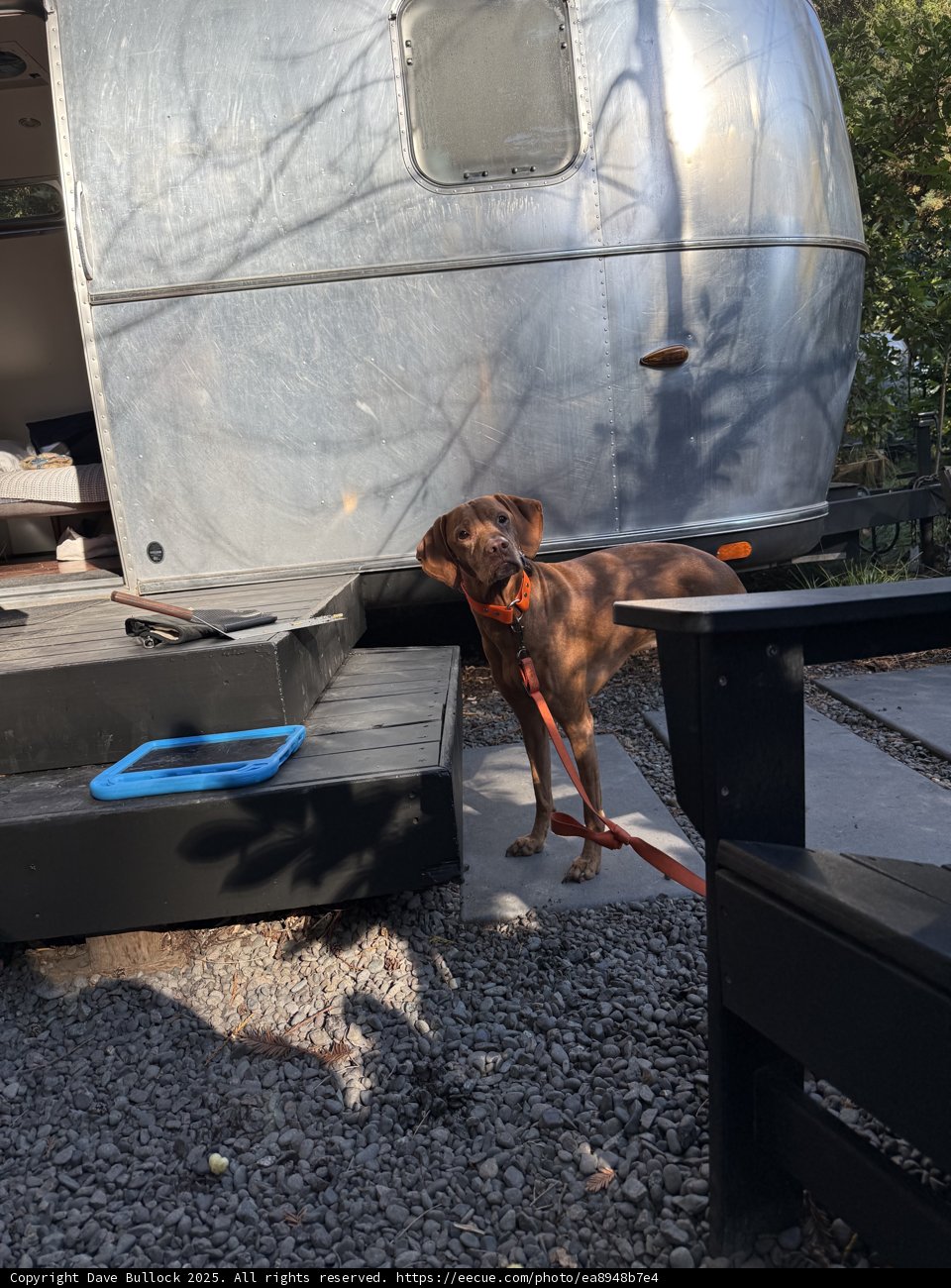Curious Canine Companion in the Outdoors