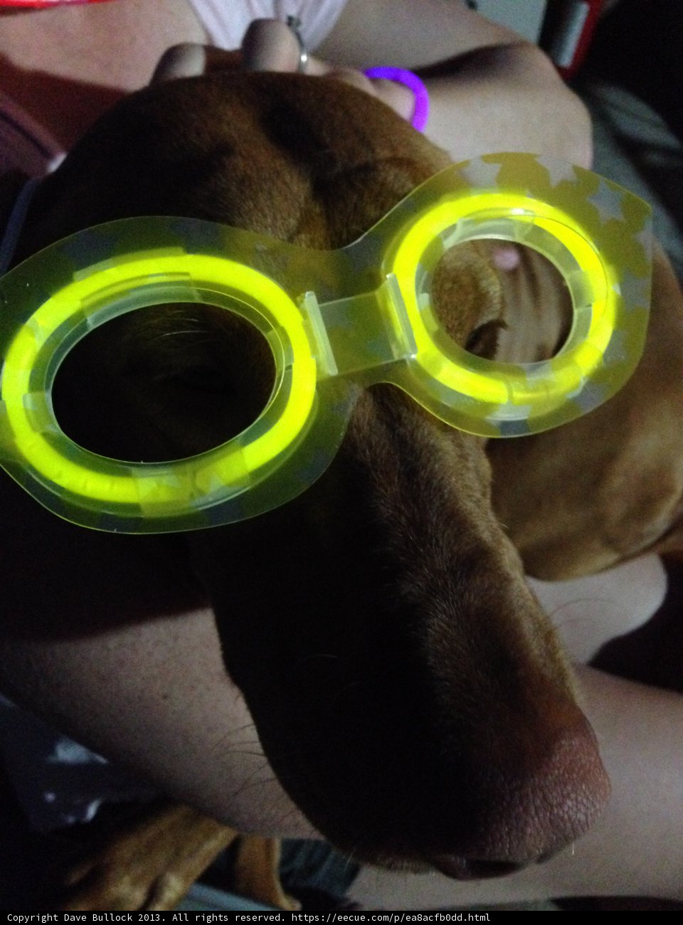 Dog with Yellow Goggles and Red-shirted Human Companion