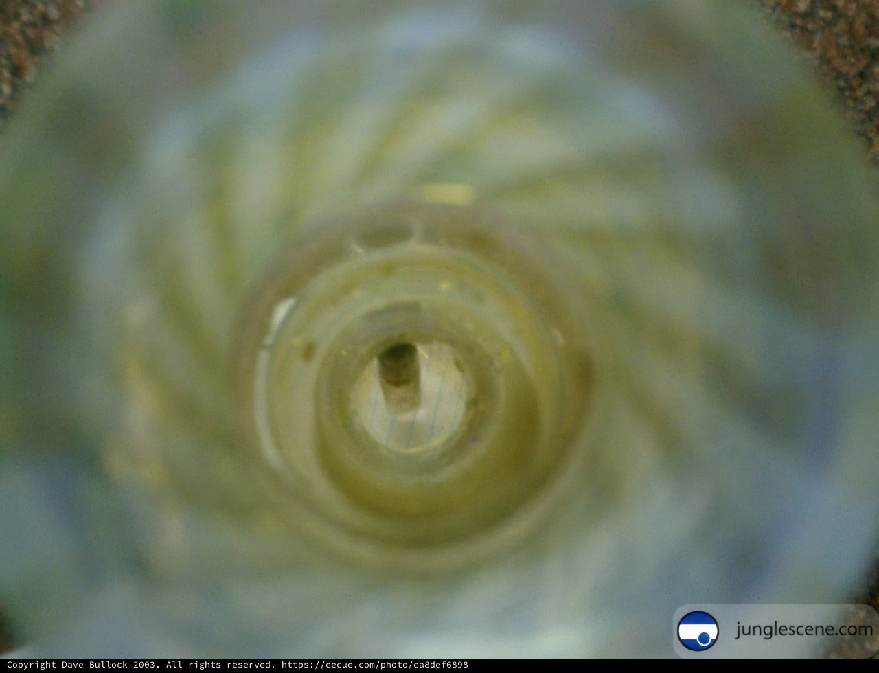 Spiraled Glass Bottle