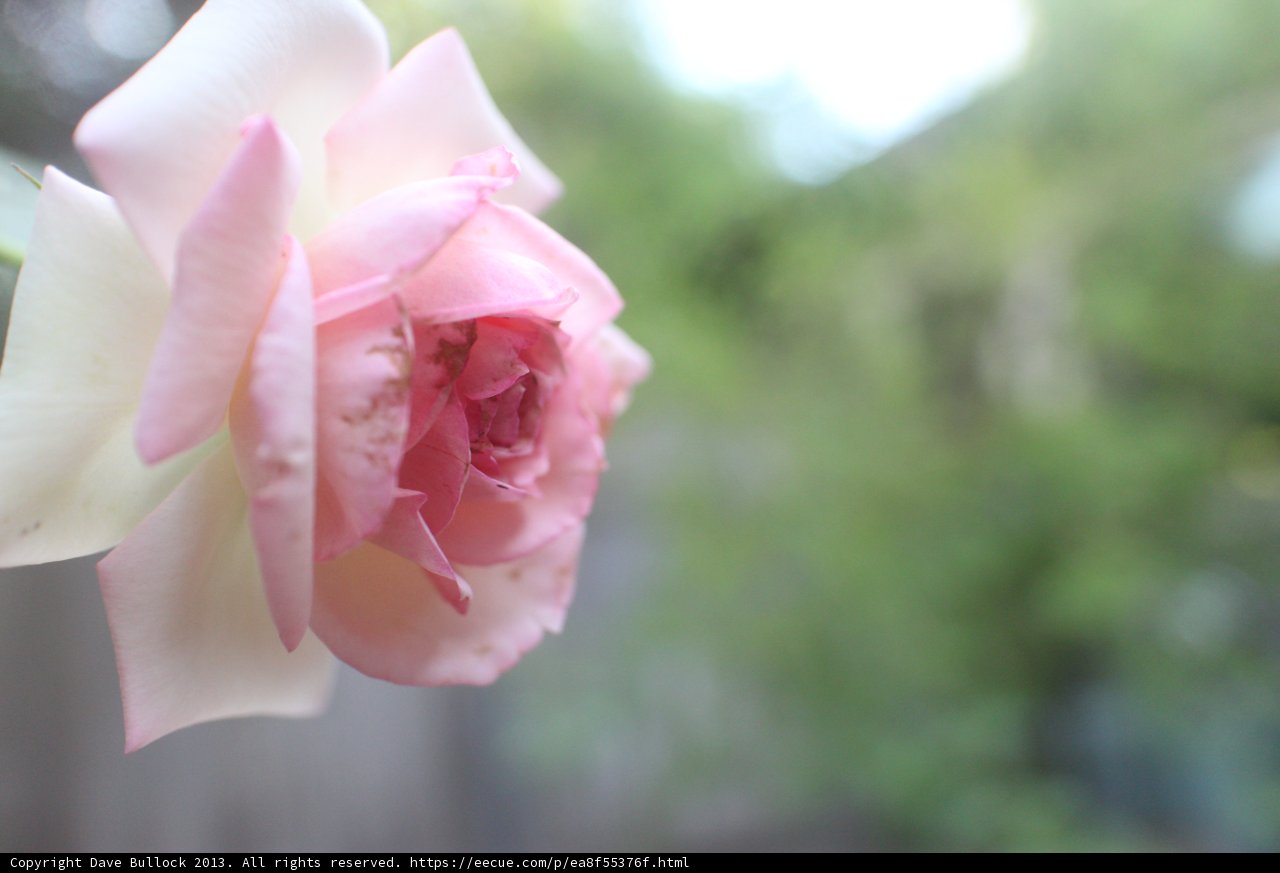 Delicate Rose Blooms Vibrantly