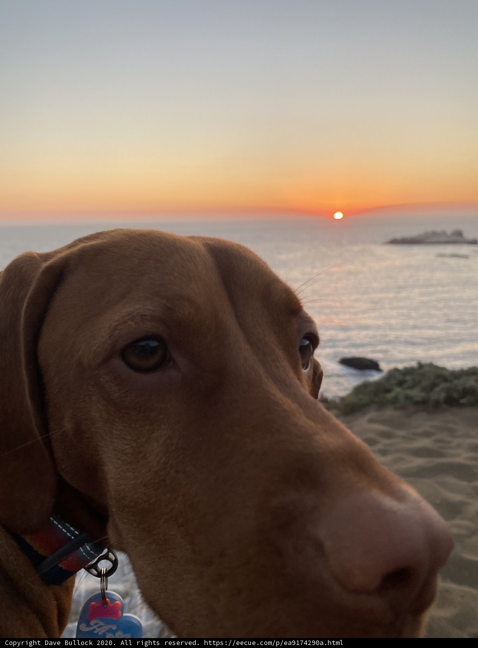 Sunset Portrait with Man's Best Friend