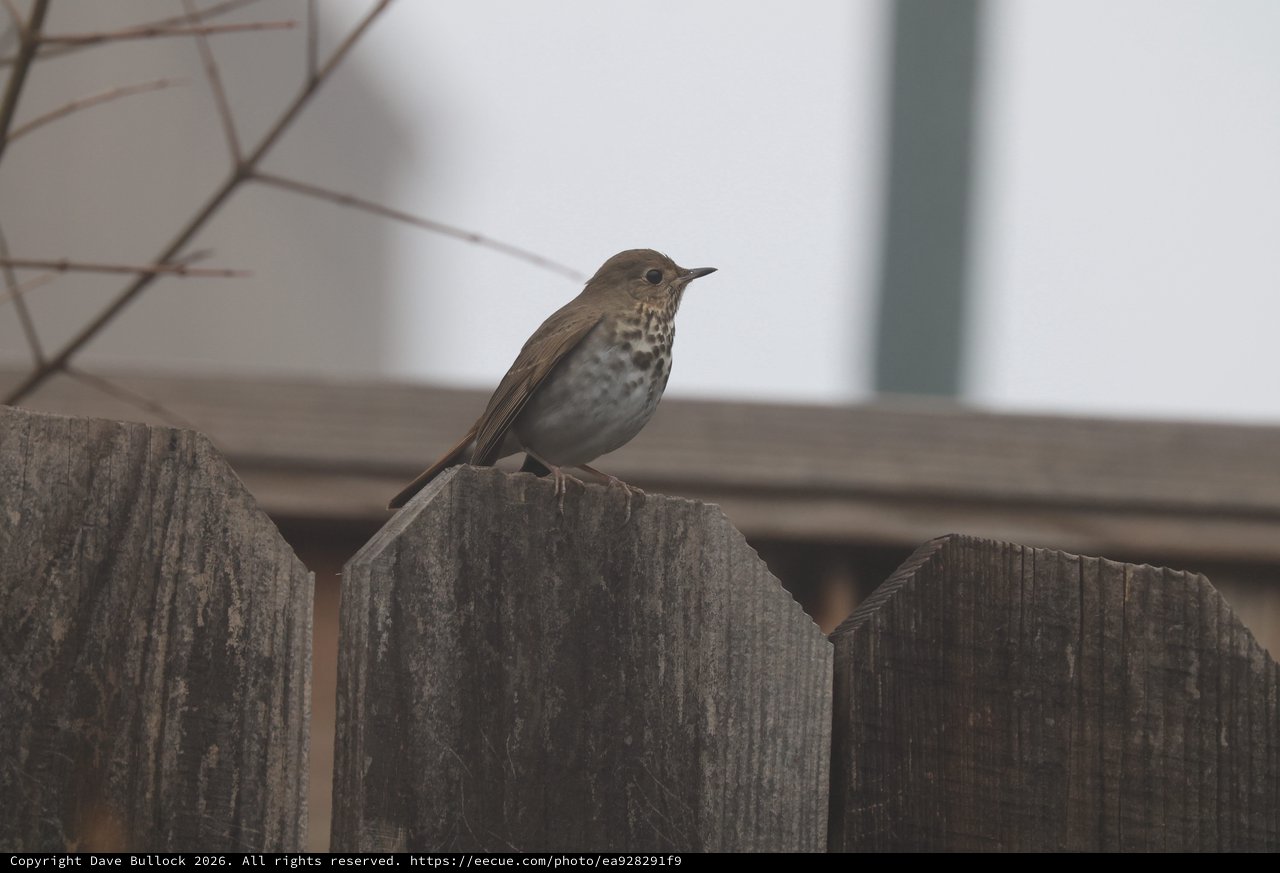 Hermit Thrush Perched on Weathered Wooden Fence