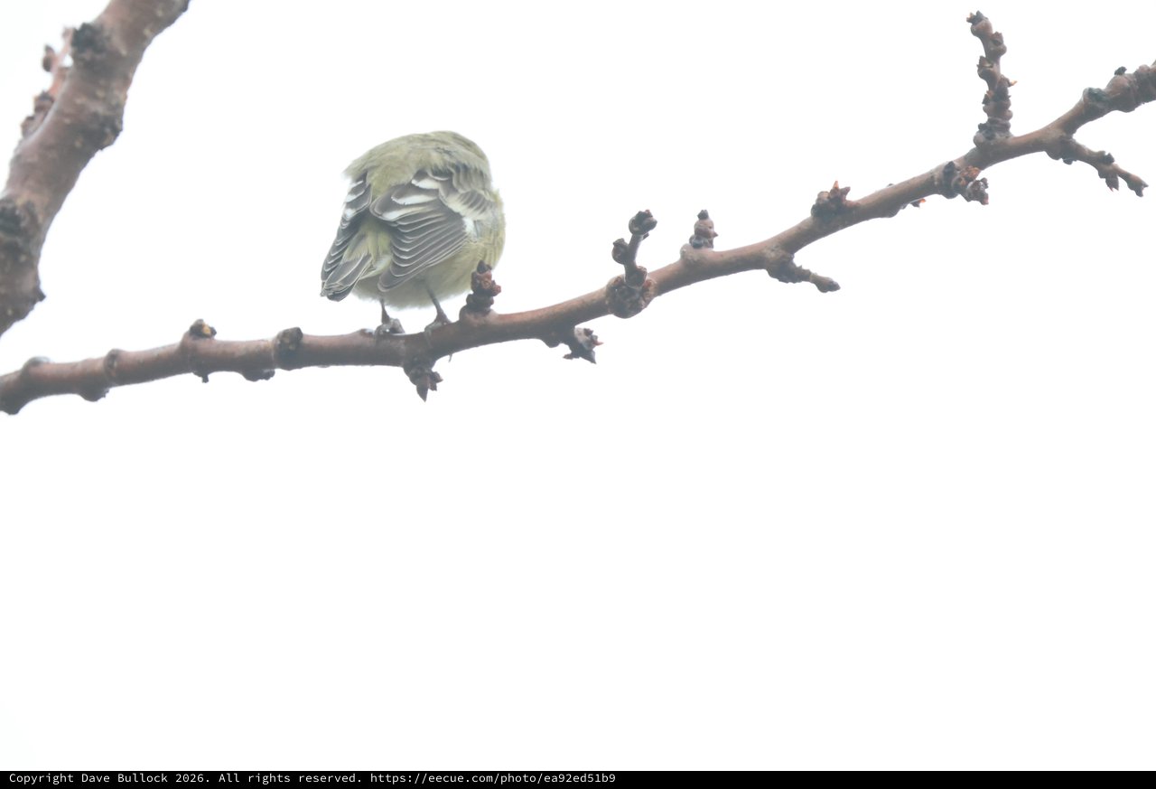 Puffed Up Warbler Resting on Winter Branch