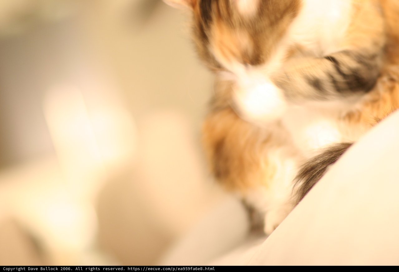 Feline Comfort