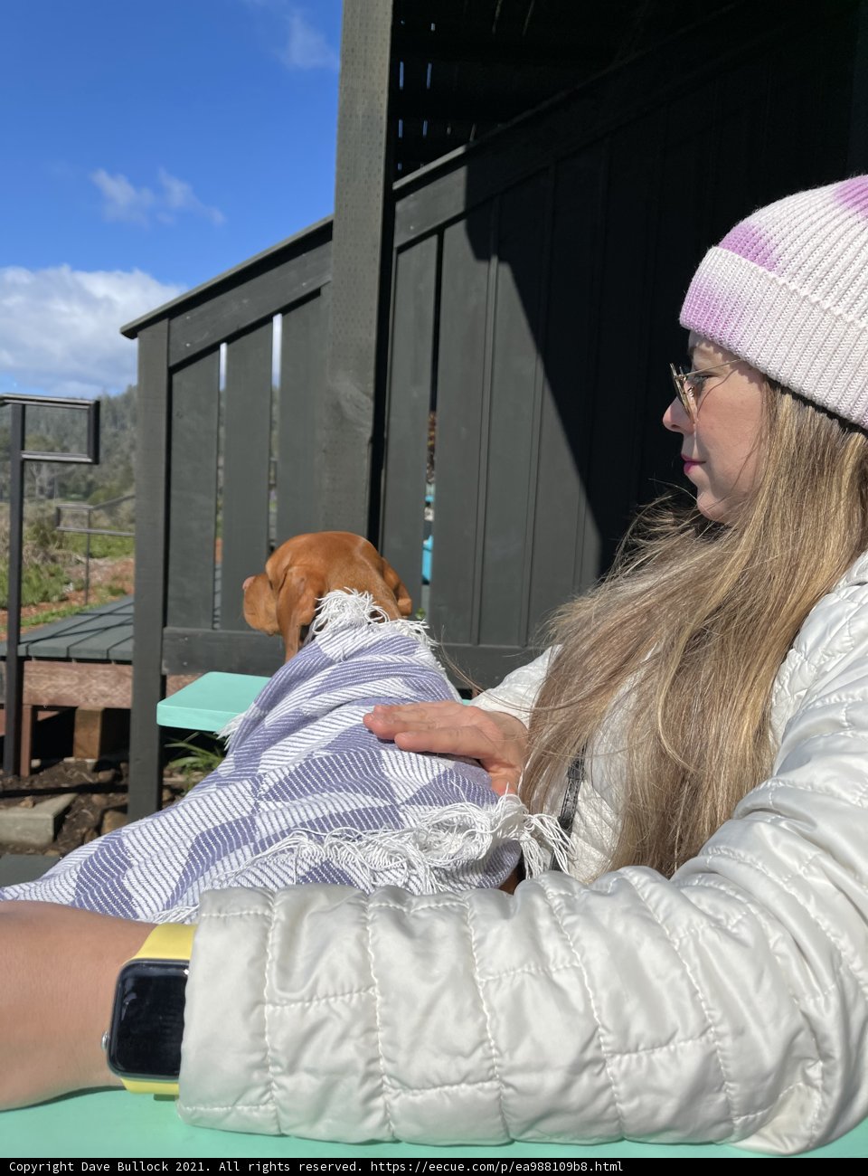 Canine Companion