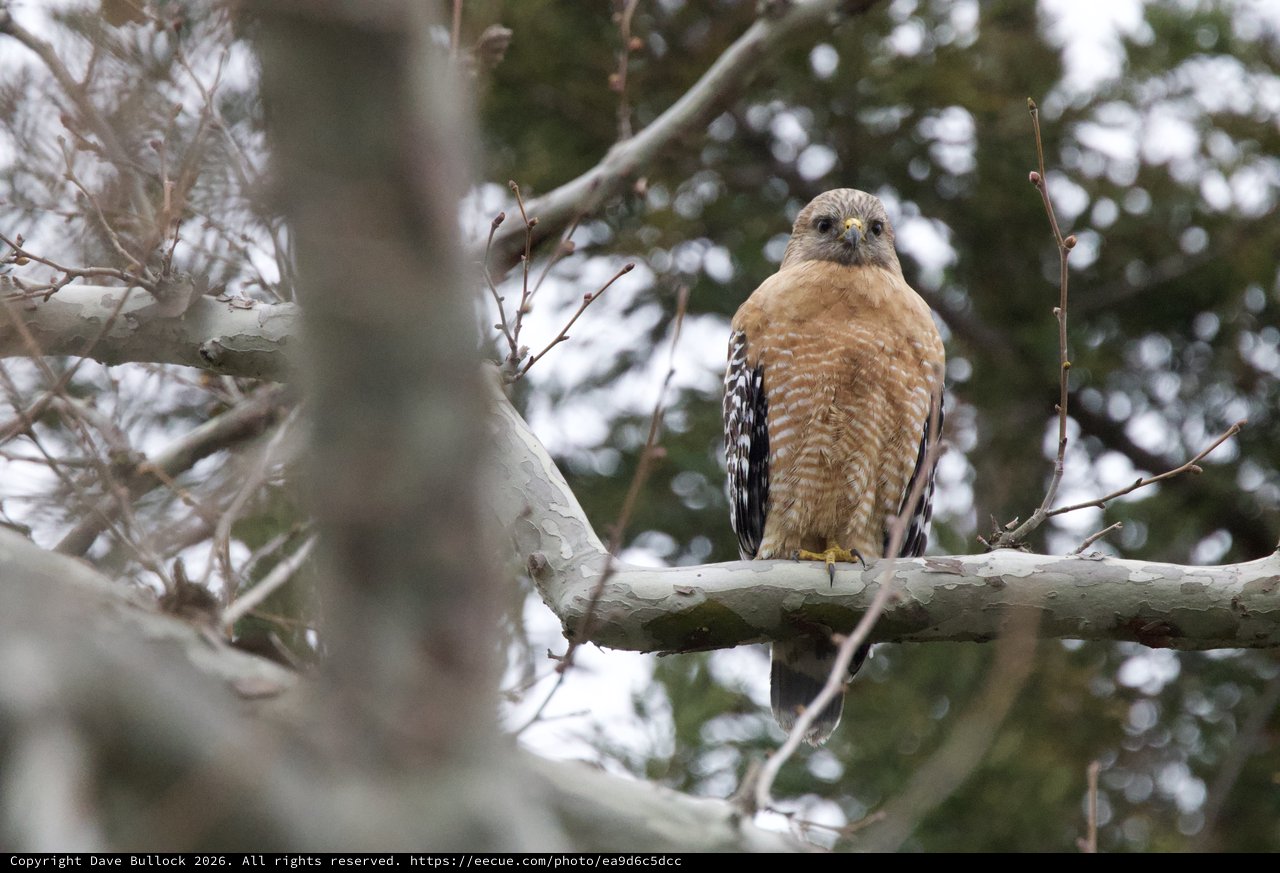 Red-shouldered Hawk Perched on Winter Branch