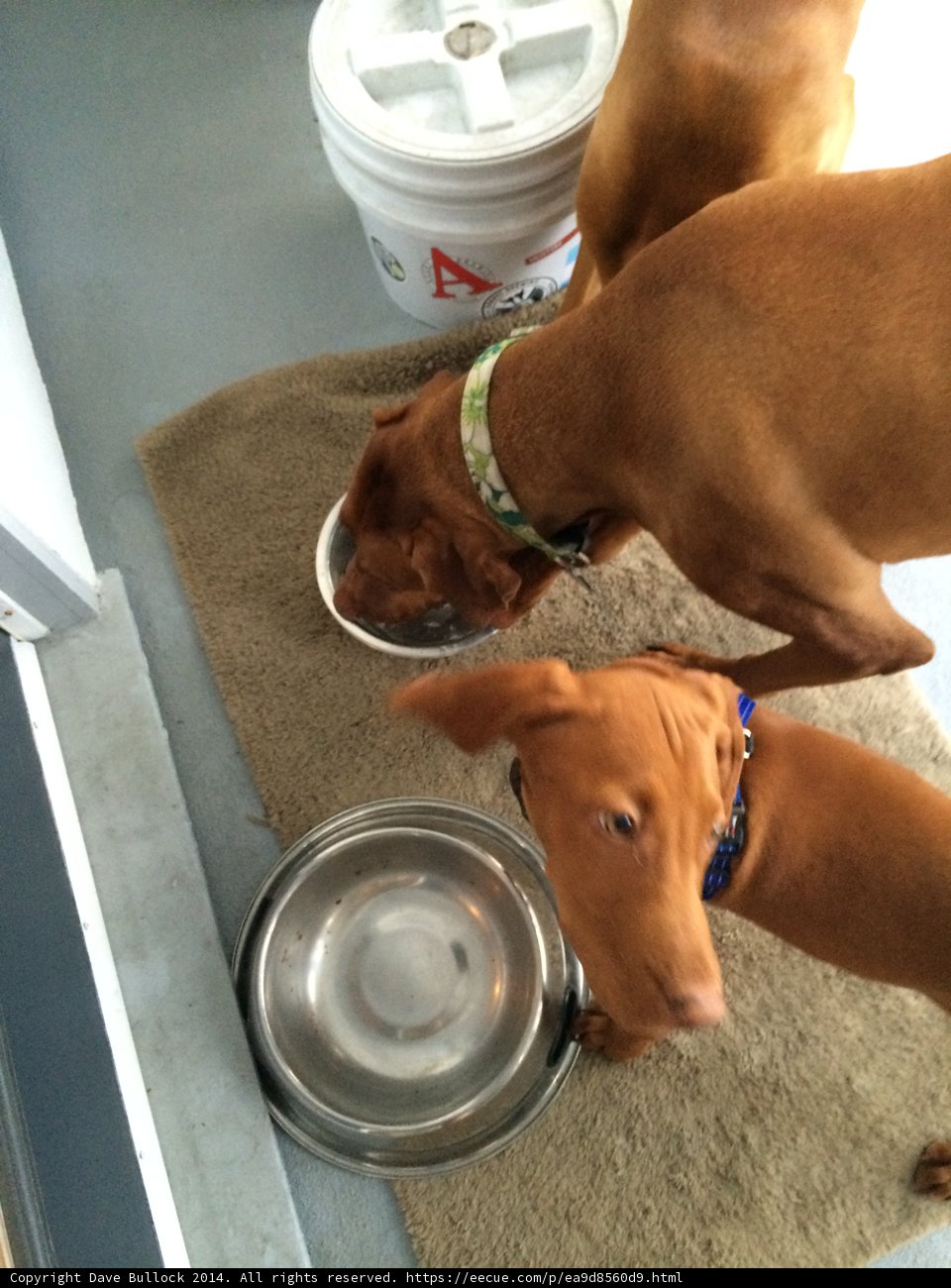 Doggy Drinking Buddies