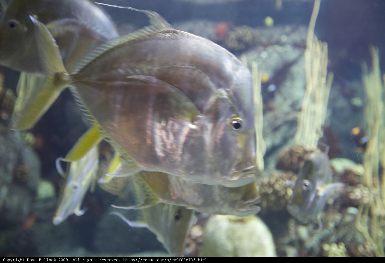 Swimming Amongst Aquatic Life