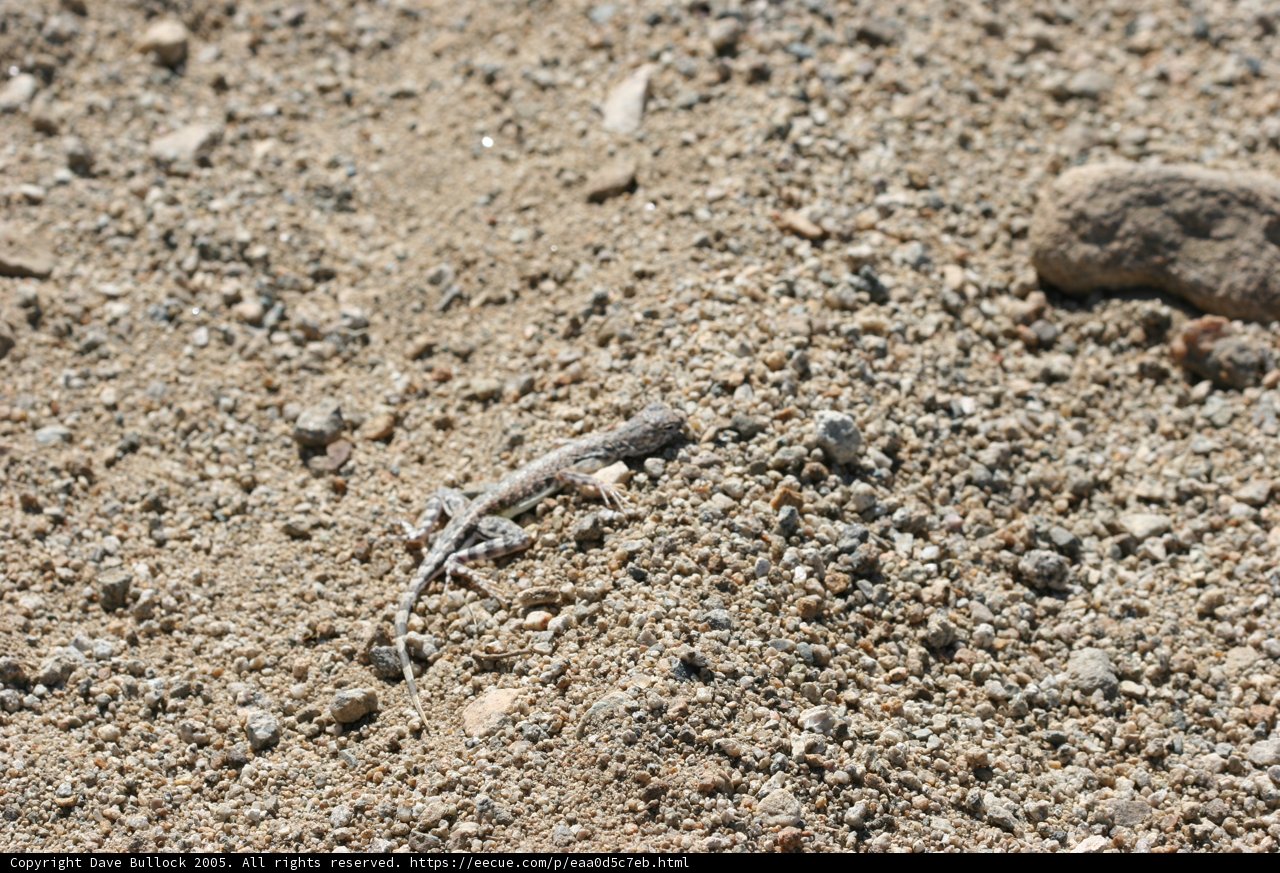 Serene Lizard in Sandy Surroundings