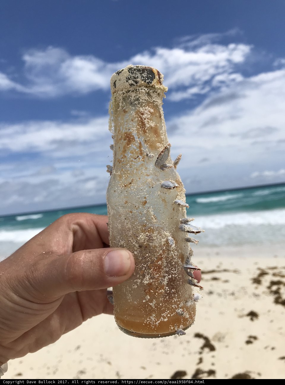 Beach Beverage Blunder
