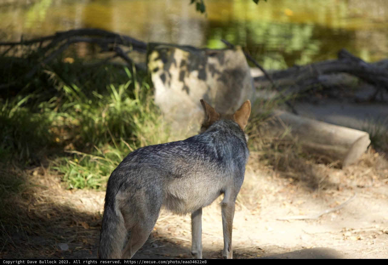 Majestic Coyote Encounter at SF Zoo