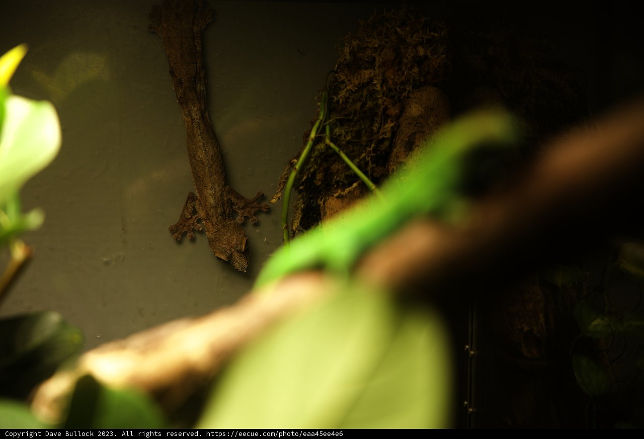 Vibrant Green Gecko Encounter