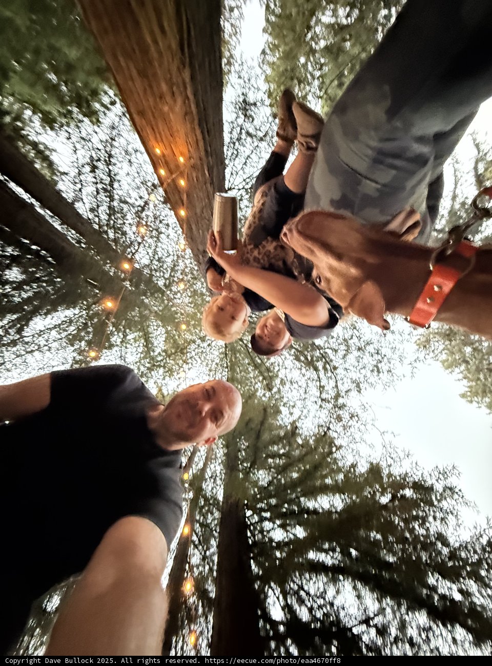 Evening Reflections in the Redwoods