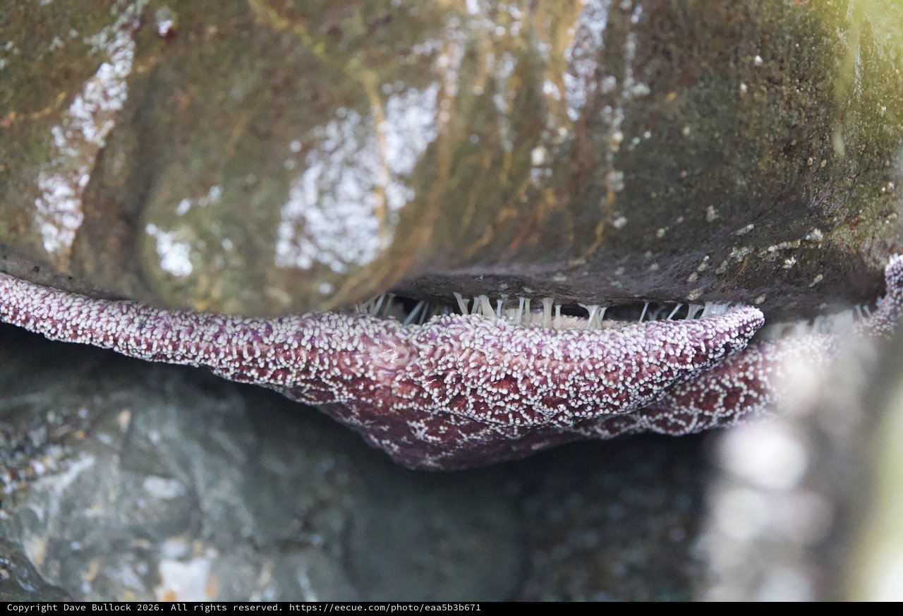 Sea Star Wedged Between Rocks in Tide Pool