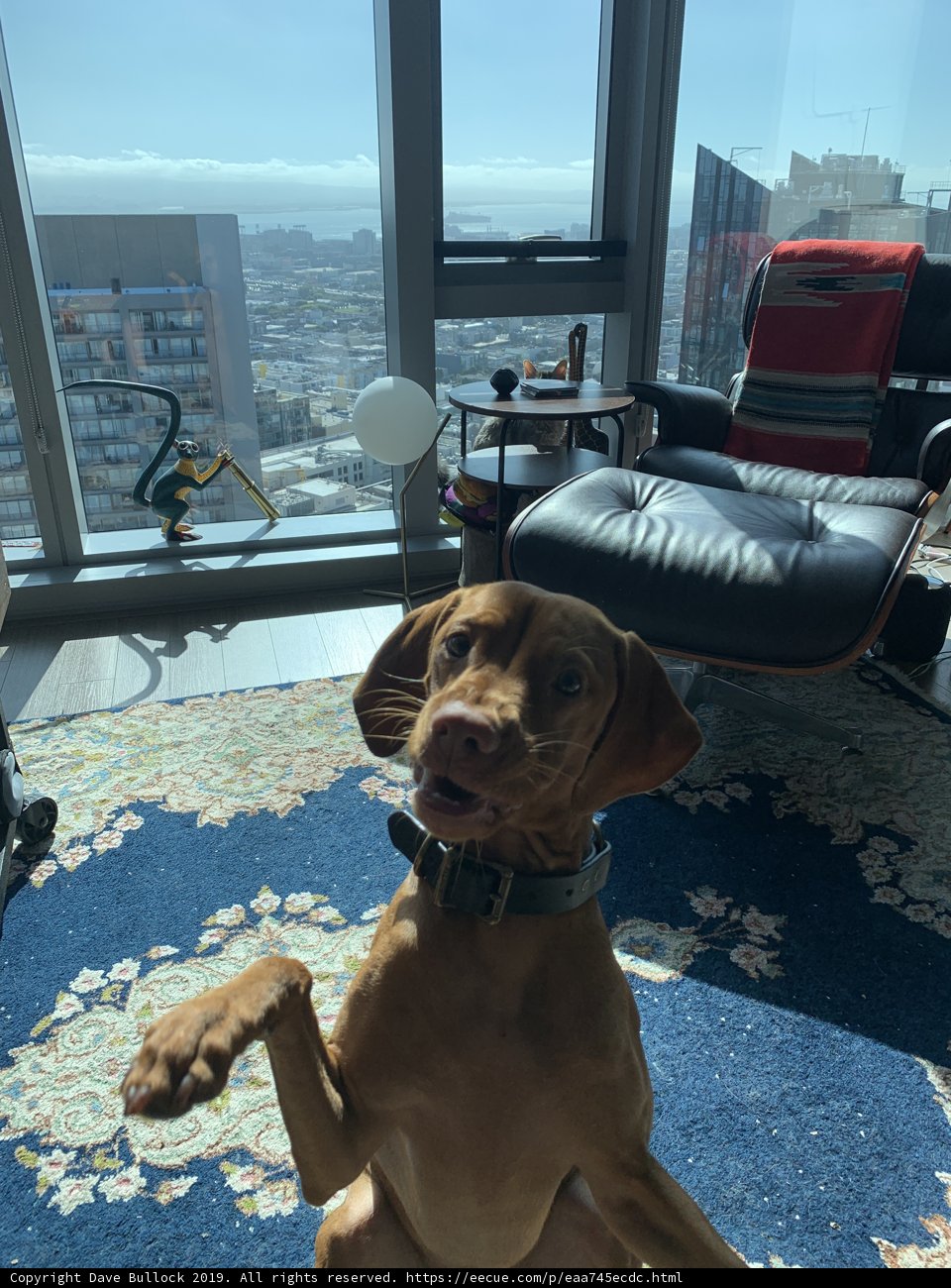 Relaxing Pup