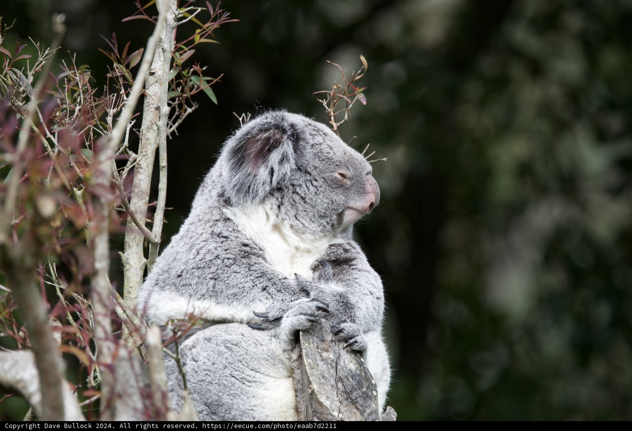 Above the Treetops: The Koala's Kingdom