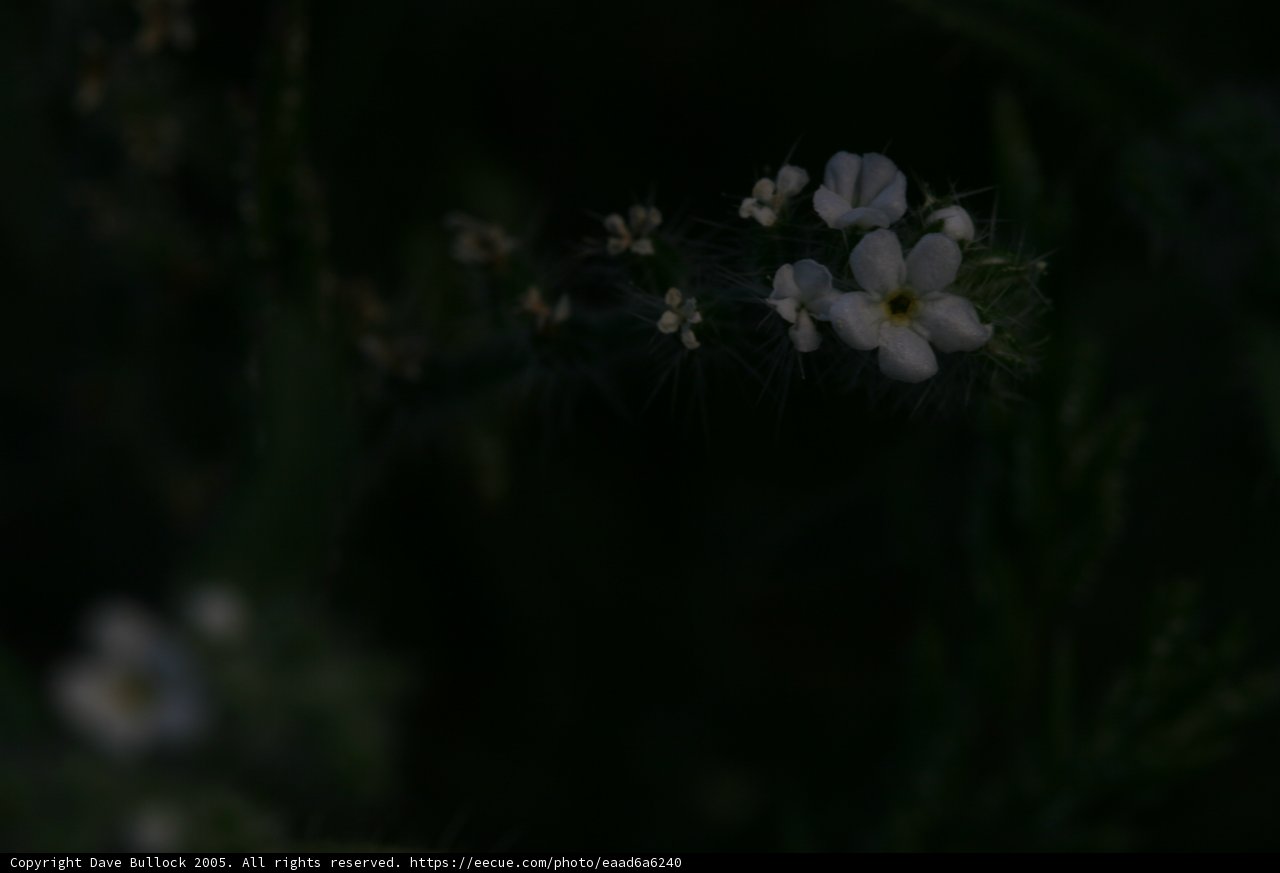 Geranium in Bloom