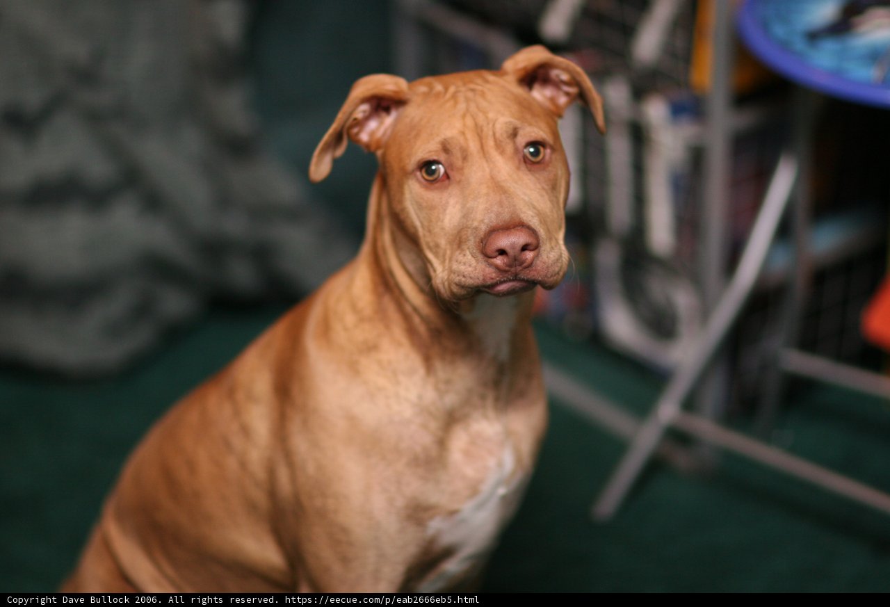 Brown Bulldog Contemplates Life