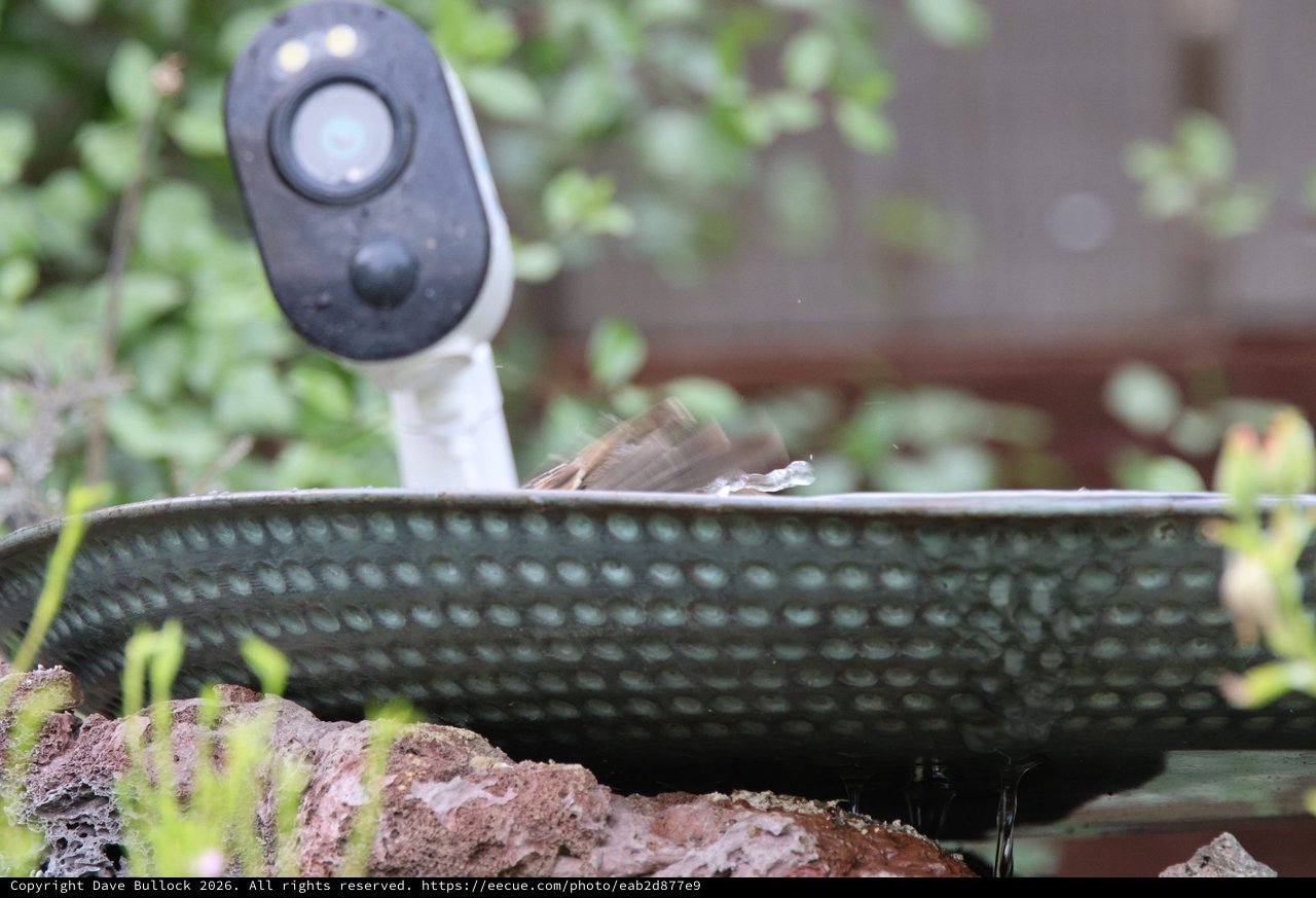 Northern Flicker at Garden Birdbath with Camera