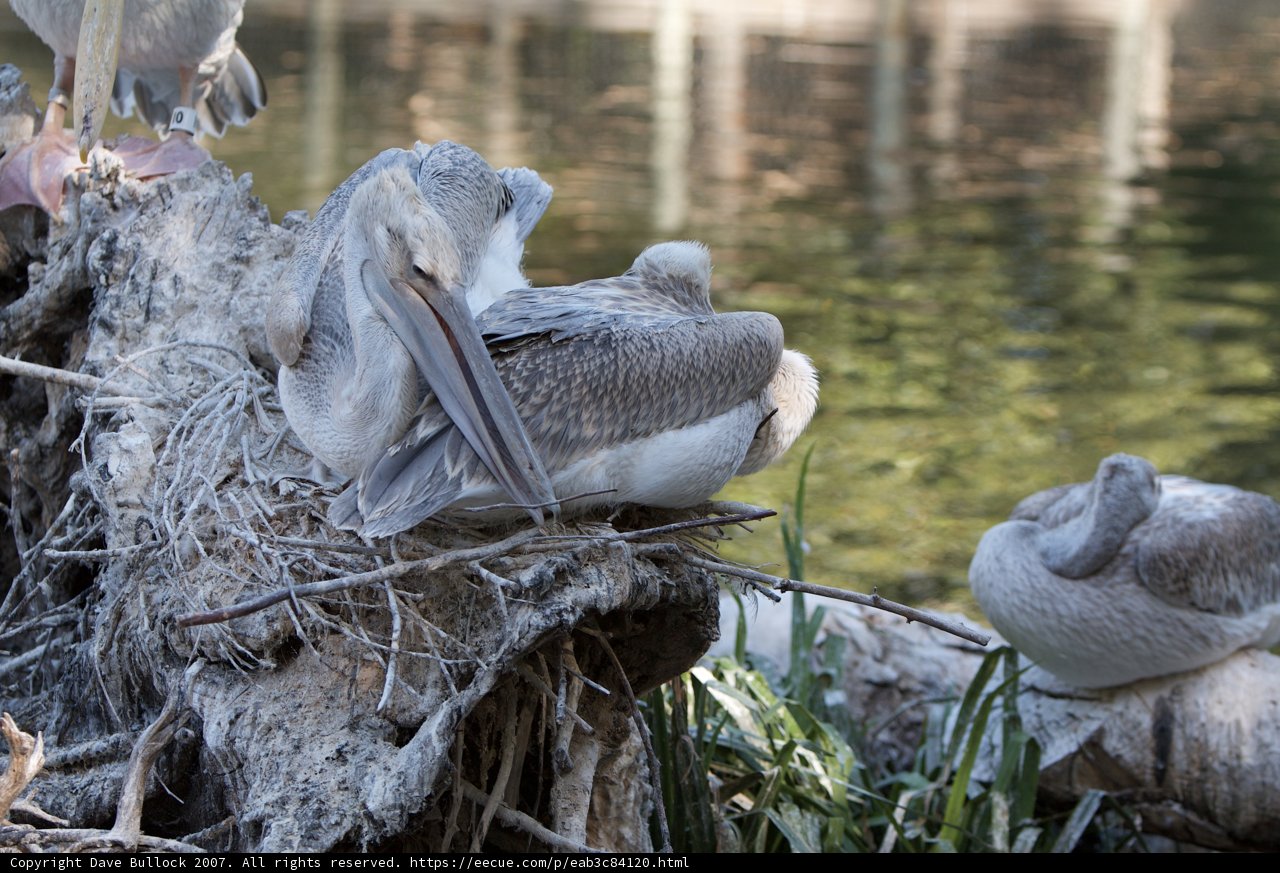 Pelican Perch