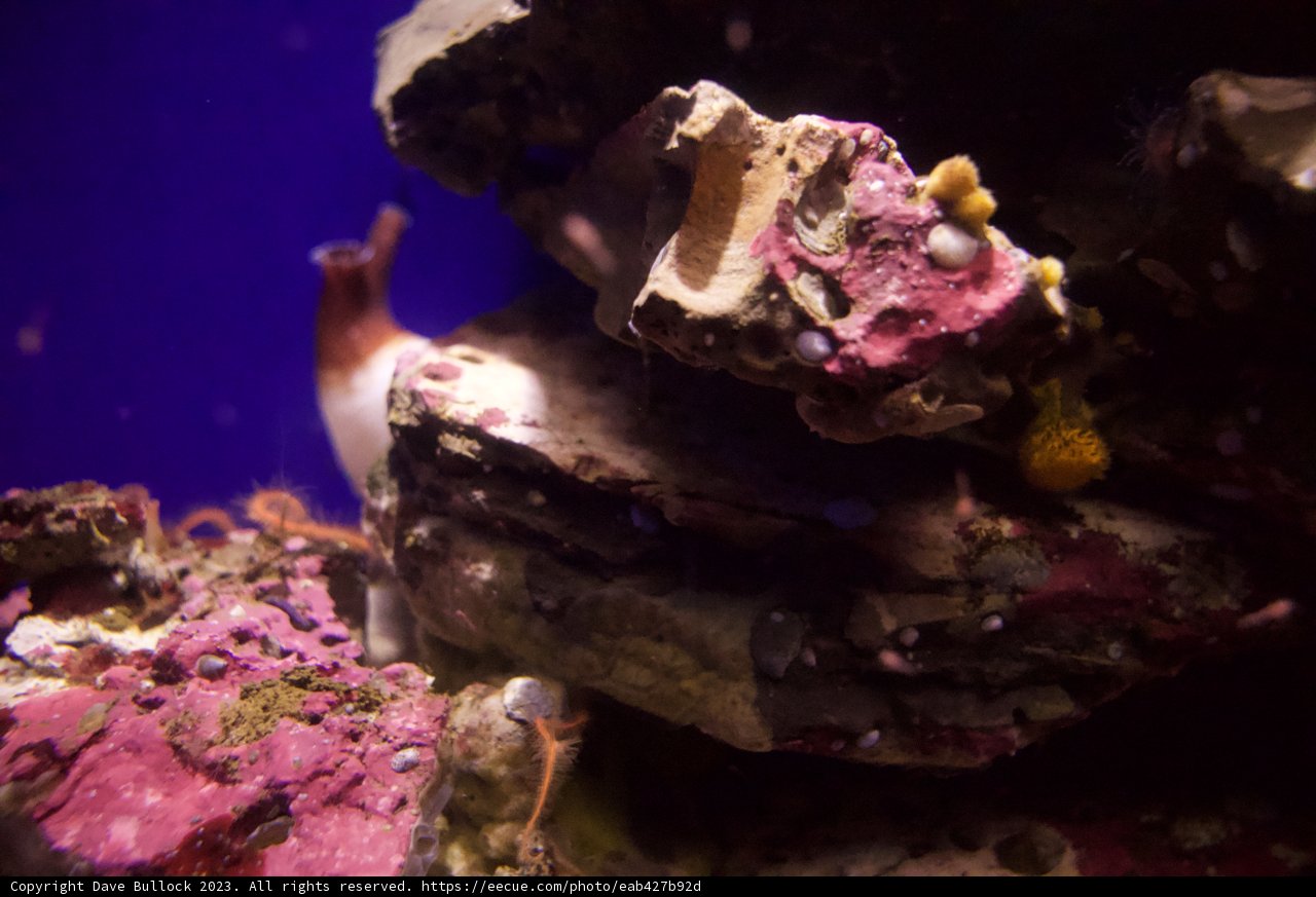Wonderments of Underwater Life