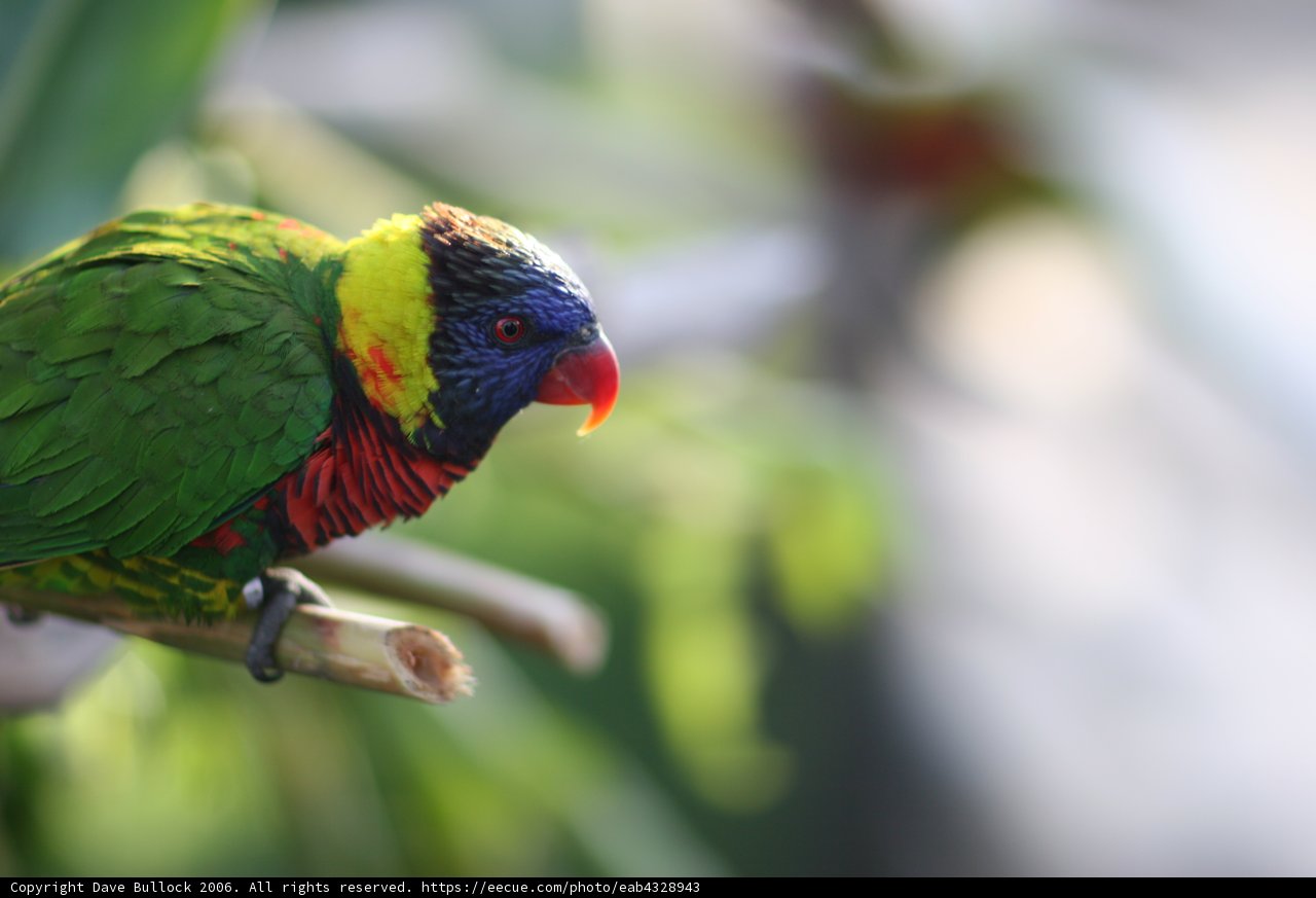 Vibrant Avian Perches on Branch