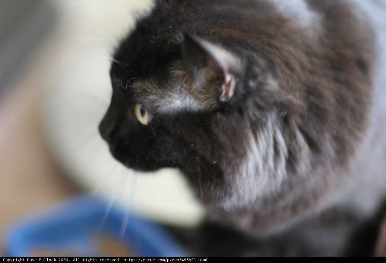 Intense Gaze