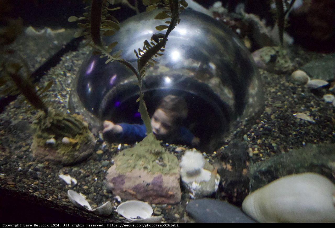 Enchanted Underwater Expedition