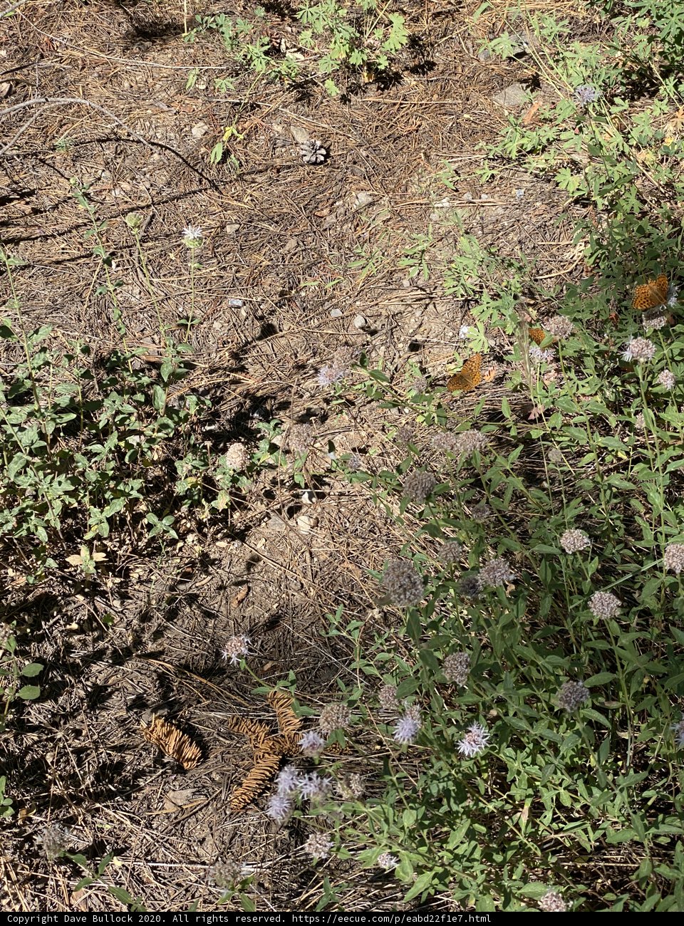 Wildflowers and Weeds in the Heart of the Forest