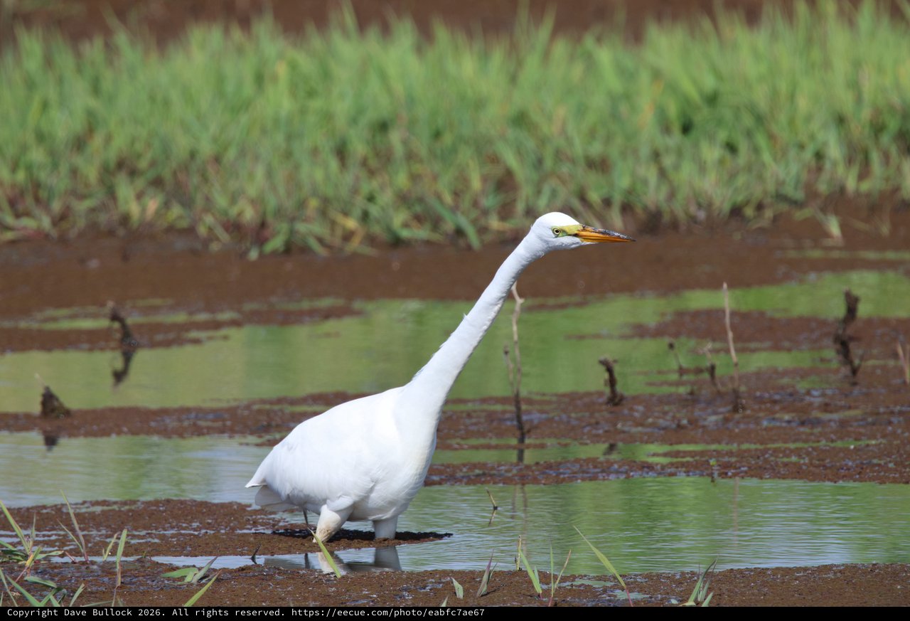 Great Egret Wading in Shallow Wetland Waters
