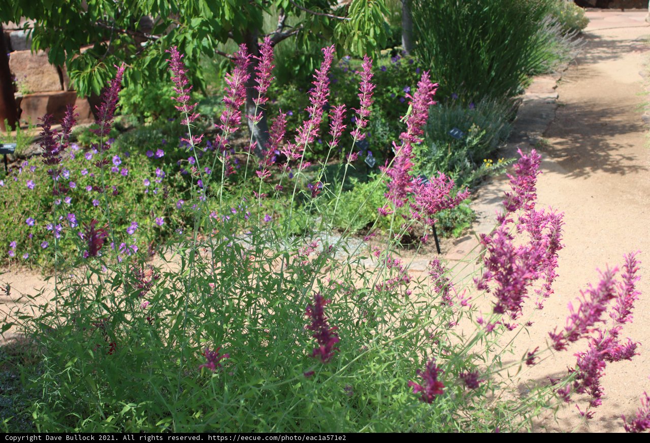 A Stroll Through the Lupin Garden