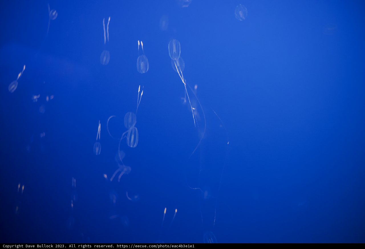 Graceful Elegance: The Jellyfish Dance