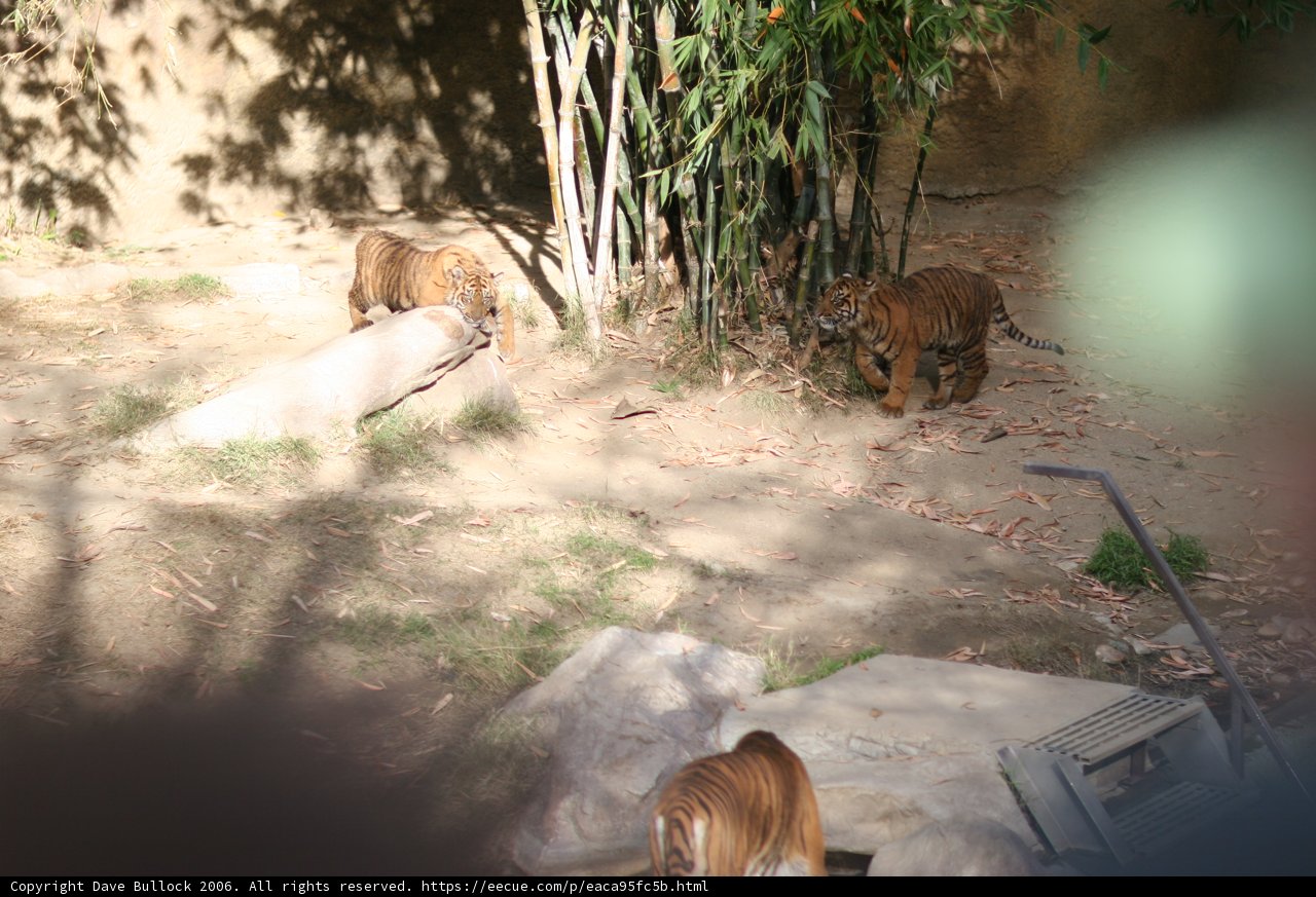 Majestic Tigers in their Enclosure