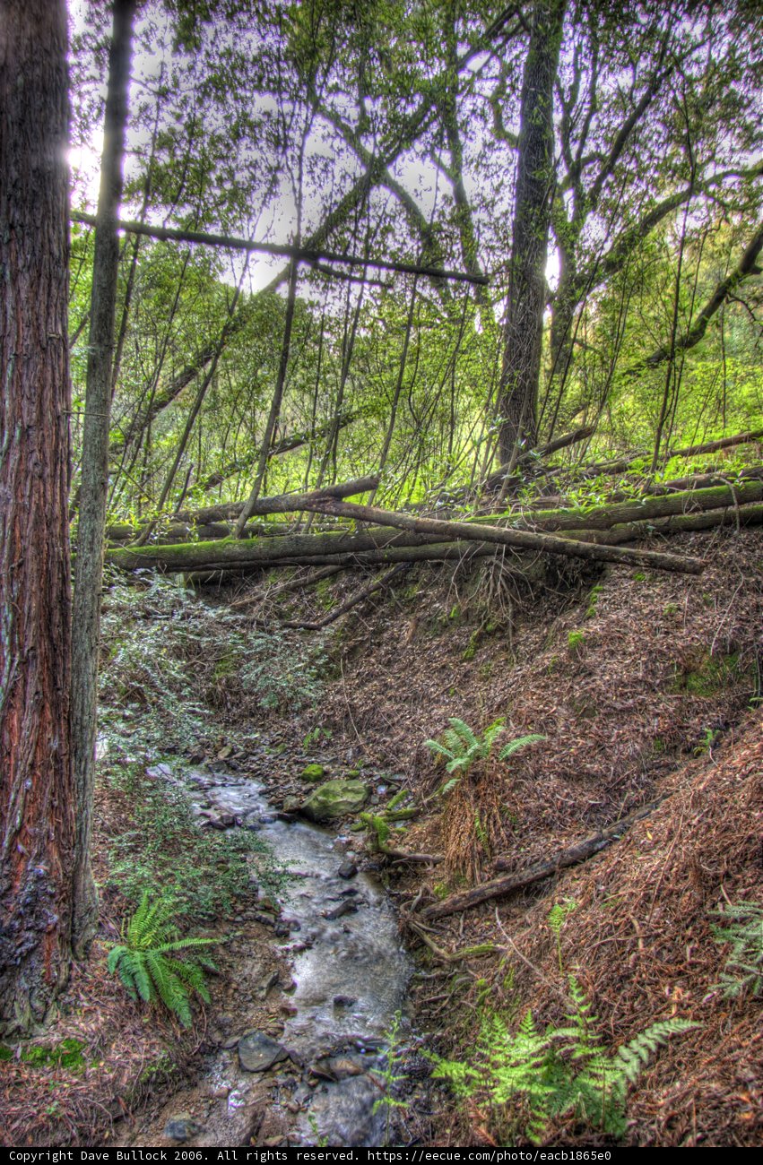 Tranquil Creek in the Wilderness