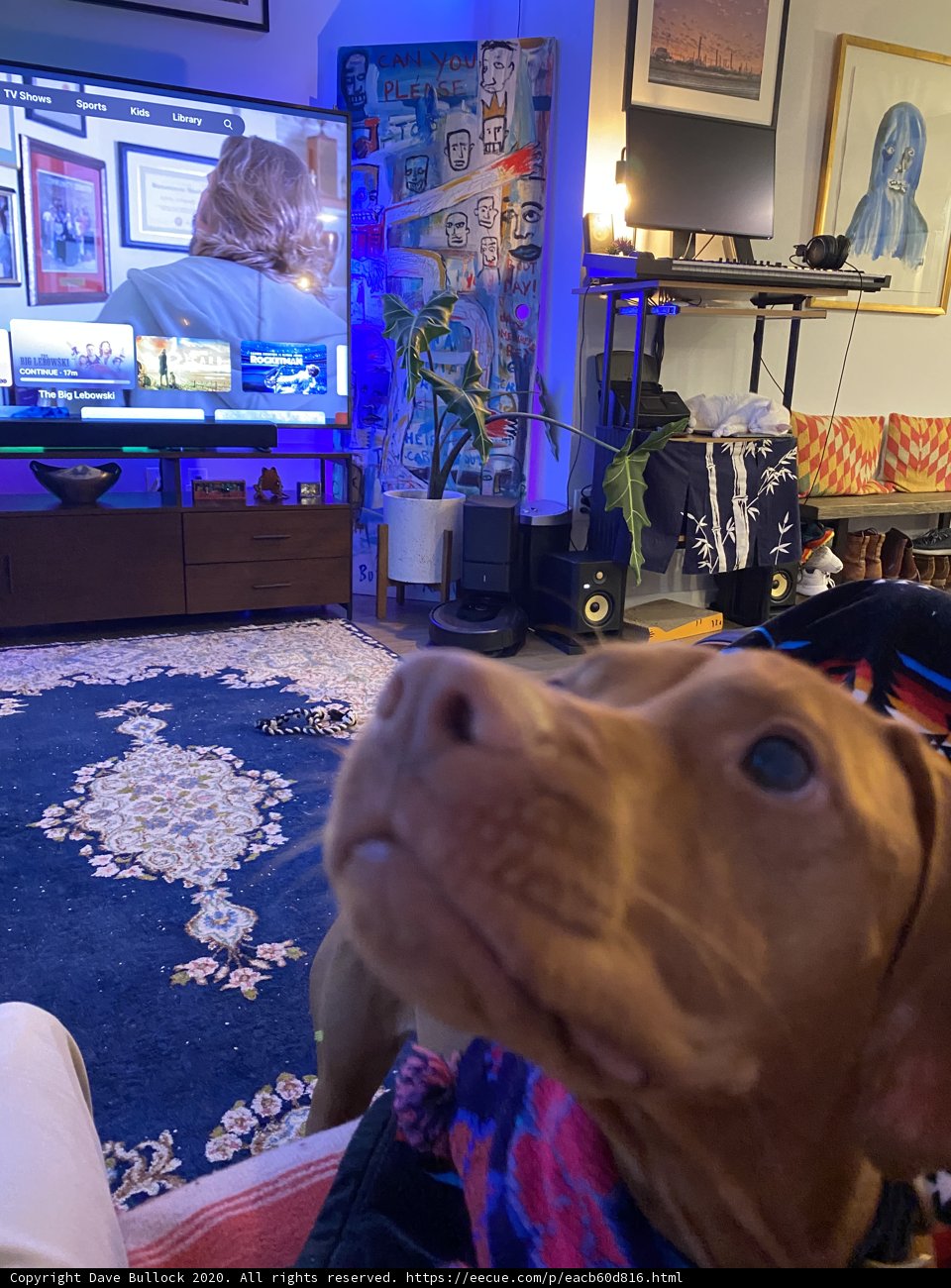 Canine Critic