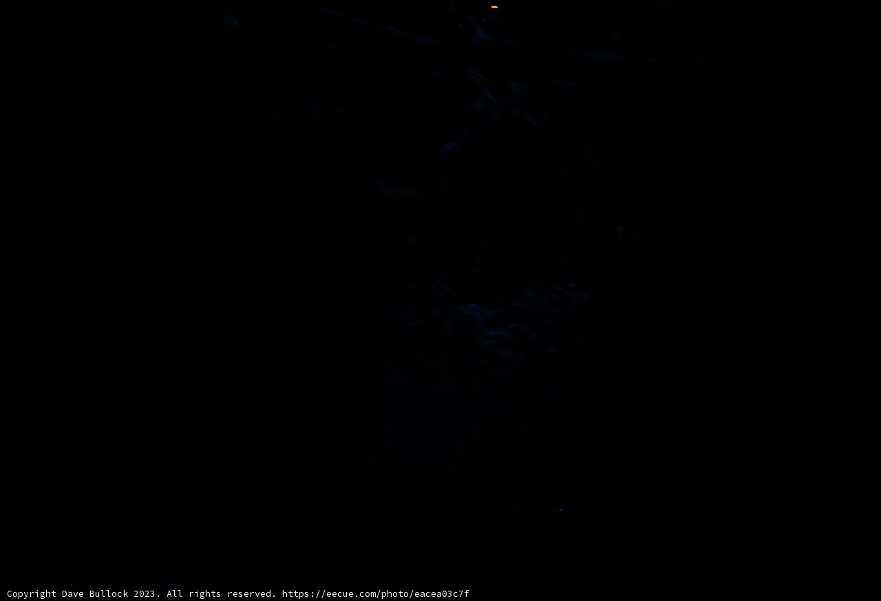 Enchanted Tree under the Starry Sky