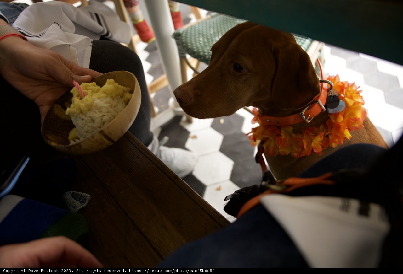Hawaiian Hound: Birthday Bash in San Francisco!