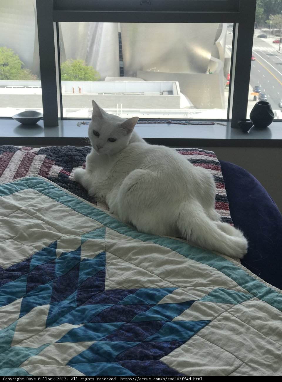 Cozy Companion